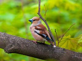The colorful hawfinch , Coccothraustes coccothraustes perched on tree branch in green spring forest background. The hawfinch is a passerine bird in the finch family Fringillidae with large beak photo
