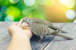 Two natural geopelia striata are eating food in their hands on wooden table with green leaf bokeh background in nature and environmental theme. photo