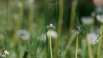 Several fluffy dandelion seed heads on slender stems among grass and other plants. photo