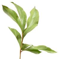 Close up of one green peony leaf on isolated background photo