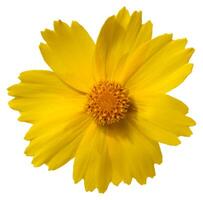 A vibrant yellow flower Coreopsis, with visible petals and a central disk, isolated background photo