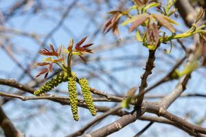 Walnut flowering on tree branches in spring time photo
