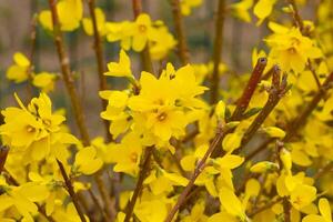Forsythia bright yellow flowers blooming on branches in springtime photo