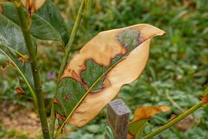 Ficus leaf yellowing due to transplant or high temperature close-up photo