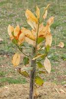 Ficus tree with yellow leaves in park photo
