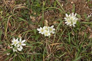 Ornithogalum bright white flowers blooming on grass perennial plant in spring time photo