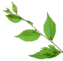 Fresh green branch of a Chinese Elm Ulmus parvifolia, Lacebark Elm, with several serrated leaves and new sprouts photo