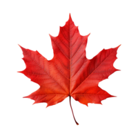 A dry maple leaf representing the passage of time and the changing rhythm of nature png