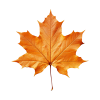 Autumn leaves with a focus on a maple leaf showing color transitions and the cycle of seasons png