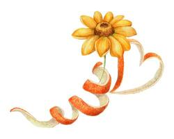 Yellow flower with twisted and heart shaped peel arrangement. Hand drawn watercolor food illustration. Citrus image with realistic texture. Perfect for summer card template and cute sticker design. vector