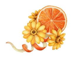 Orange slice with twisted peel and yellow flower arrangement. Hand drawn watercolor food illustration. Citrus image with realistic texture. Perfect for summer card template and cute sticker design. vector