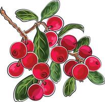 cranberries autumn element marker doodle style vector