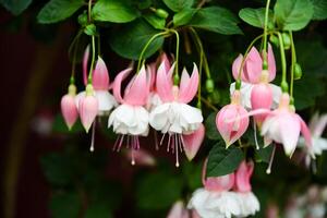 Fuchsia Nancy Lou in bloom. White and pink two-tone flowers hanging gracefully. Common name fuchsia. Family Onagraceae photo