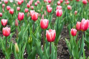 Masses of Tulip Jumbo Beauty in full bloom, soft pink May flowers creating a vibrant floral display, ideal as a background or spring-themed postcard. photo