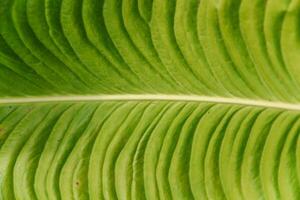 Closeup of a green tropical leaf with natural texture and veins, ideal as a horizontal background or template for eco-themed greeting cards and designs. photo