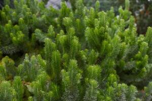 Closeup of Adenanthos sericeus plant with fine, soft, silvery green foliage resembling conifer needles, known for its woolly texture and delicate look photo