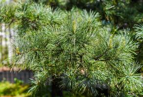 Close-up of a Pinus koraiensis branch with long soft green needles. Korean pine tree texture suitable for nature backgrounds or botanical themes. photo