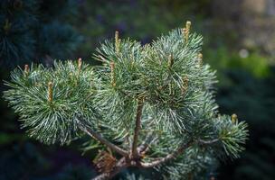 Close-up of Pinus parviflora Negishi branch with dense bluish needles. Elegant dwarf pine ideal for garden design, bonsai, or natural texture background. photo
