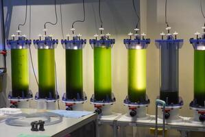 Vertical bioreactors with green liquid used for algae cultivation in a laboratory setup at an oceanarium in Singapore, illuminated by artificial light. photo