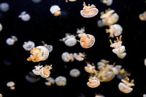 Spotted jellyfish with orange arms drift through dark sea. Their translucent bells shimmer in the calm water. photo