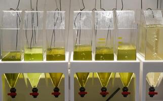 Transparent tanks with green liquid used for algae cultivation in a laboratory at an oceanarium in Singapore with funnel collectors underneath. photo