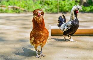 Brown Paduan chicken standing in front of a Houdan chicken in a farmyard setting on a sunny day, both with distinctive crests and feathers. photo