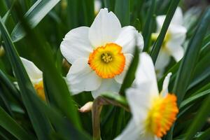 Multiple Flower Record daffodils shot from different close-up angles. Bright sunlight enhances their vivid colors and petal details. photo