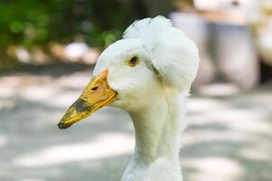 Close side portrait of a Pekin crested duck with a dirty beak and striking blue eye, showing unique plumage and personality in natural light. photo