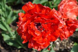 Top view of a fully open Bombastic Red tulip with rich red petals forming a peony-like shape, glowing in the spring sunlight. photo