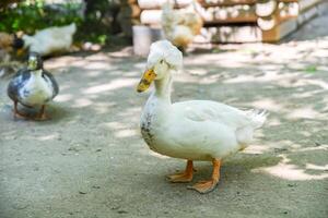 White Pekin crested duck standing in full view facing the camera, with blurred chickens and ducks in the rural background, captured in a village setting. photo
