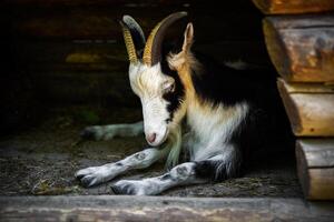 Close-up of a black and white goat dozing with its head down, lying on hay inside a wooden shelter. Peaceful and quiet moment captured in natural light. photo