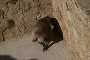 Baboon Cave Rock Shelter - A baboon sits in a rock cave, likely seeking shelter from the sun. The baboon is in a natural environment, perhaps a national park or reserve. The photo is likely taken for