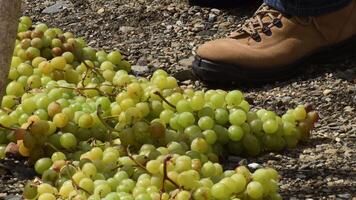 Spreading muscat grapes in pasero at sun for drying and processing in raisins video