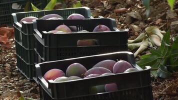 Boxes with mango just harvested in a plantation of fruit trees video