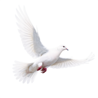 A white dove flying in the air on a black background png