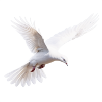 A white dove flying in the air on a black background png