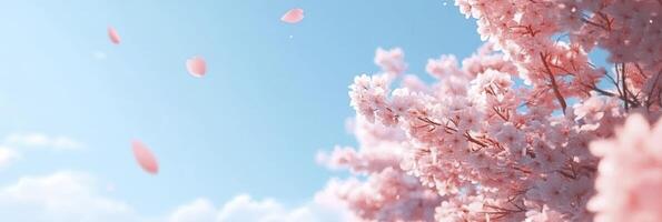 Spring cherry blossom on a blue sky background, with ample copy space. photo