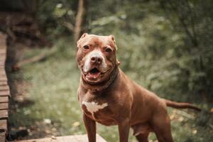 Happy brown dog poses on wooden pathway in lush green forest during a sunny day with vibrant foliage photo