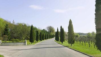 scénique route avec symétrique Lignes de cyprès des arbres et parking signe, paisible vert paysage idéal pour station balnéaire, parc ou un événement lieu entrée direction video