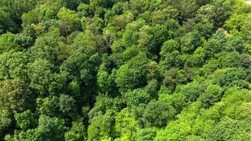 Aerial view of dense green forest canopy in summer season, Mixed woodland with lush foliage captured from drone above natural untouched ecosystem video