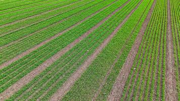 aéreo Visão do verde plantinha linhas em agrícola campo, cedo colheita desenvolvimento, precisão plantio técnica formulários uniforme linhas para ótimo crescimento video