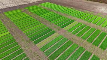 Experimental crop field with trial plots in green rows, Agricultural test plots show variety growth and soil response during seasonal development phase video
