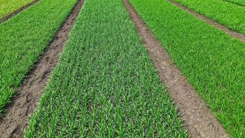 de cerca aéreo ver de verde cosecha prueba parcelas en agrícola campo, joven cereal plantas arreglado en investigación filas para variedad selección y crecimiento análisis video