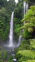 Drone view of Sekumpul Waterfall in Bali, Indonesia. Stunning jungle scene with cascading streams and lush green tropical vegetation. video