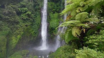 Drone view of Sekumpul Waterfall in Bali, Indonesia. Stunning jungle scene with cascading streams and lush green tropical vegetation. video