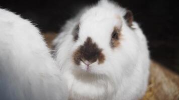 Adorable White Rabbit with Brown Markings in Natural Setting video