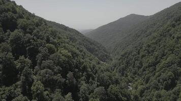 Aerial view over lush green forested valley in the Caucasus Mountains under hazy sky, untouched wilderness, deep gorge terrain symbolizing natural purity and geographic isolation video