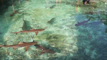Stable underwater shot of a reef shark moving over coral in a seamless loop. Great for wildlife, conservation, or ocean-themed visuals. video