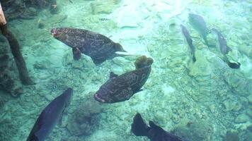 Loopable underwater footage of a brown grouper cruising above vivid reef in Karimunjawa. Stable tripod shot, perfect for marine backgrounds and nature-themed projects. video