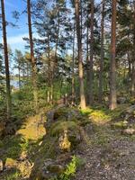photo, summer, coniferous, forest, with large stone photo